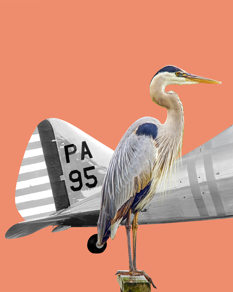 An image of ana airplane tail and a heron